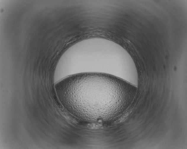 X0000083590660200702162145