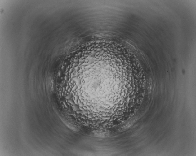 X0000083590703200702162143