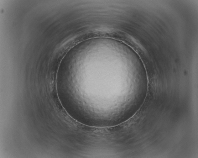 X0000083591015200702162138