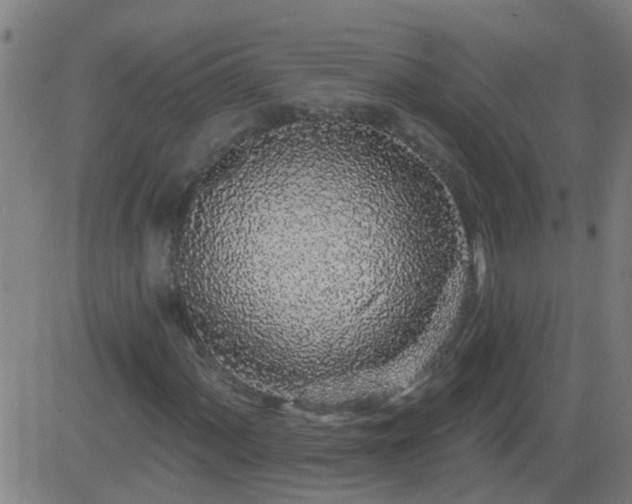 X0000083591060200702162138