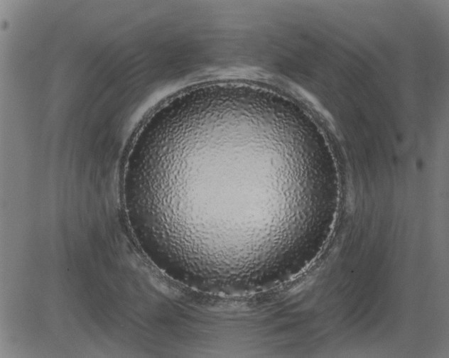 X0000083591174200702162136