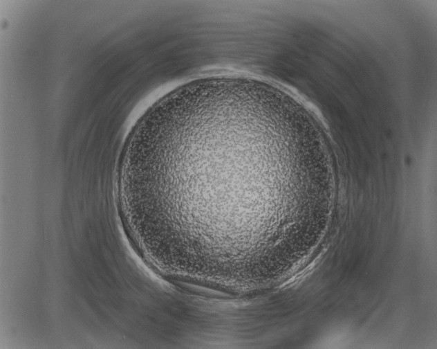 X0000083591239200702162135
