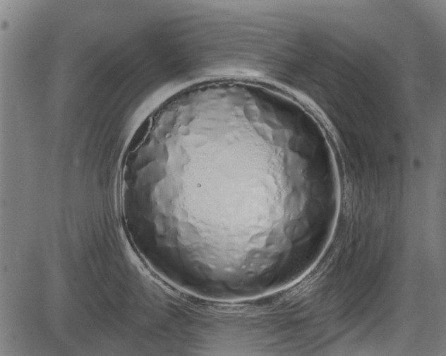 X0000083591295200702162134
