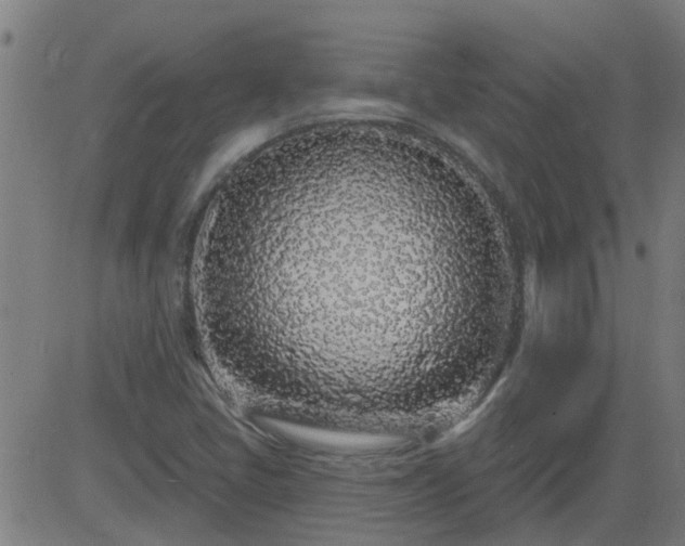 X0000083591405200702162132