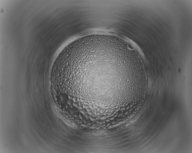 X0000083591435200702162132