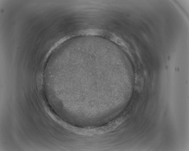 X0000083590012200702231732