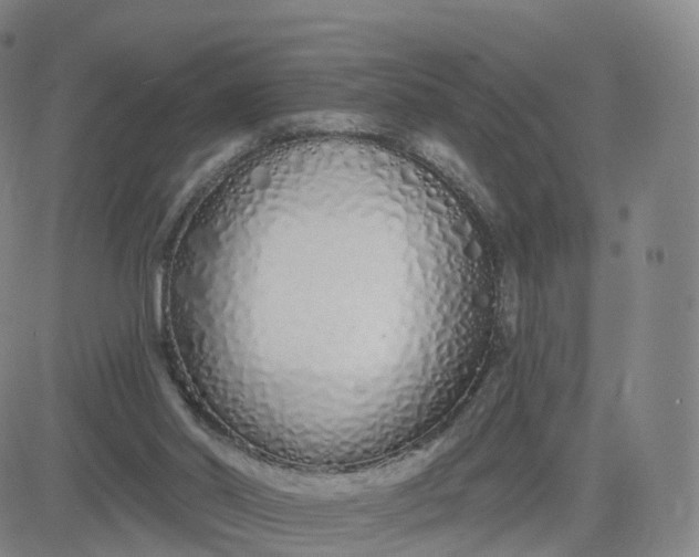 X0000083590014200702231732