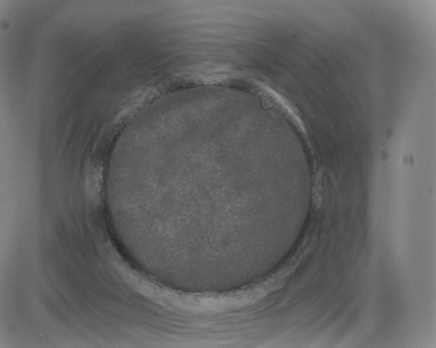 X0000083590018200702231732