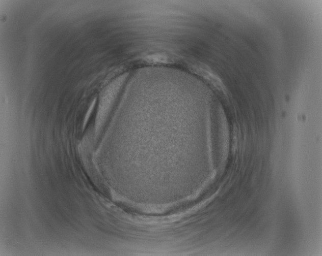 X0000083590029200702231732