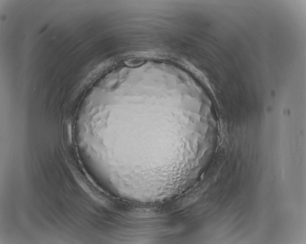 X0000083590061200702231731