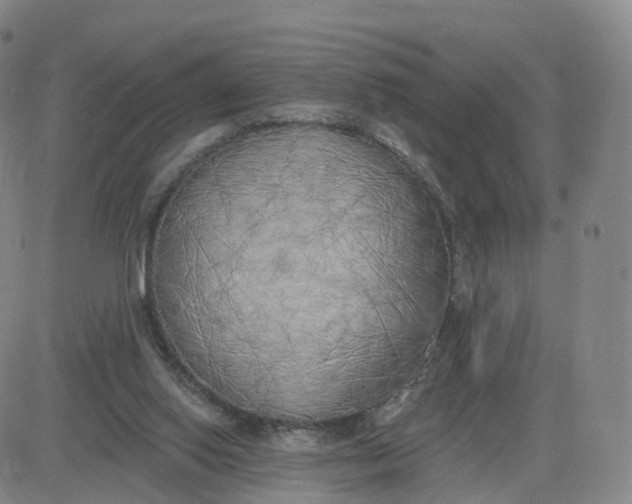 X0000083590062200702231731