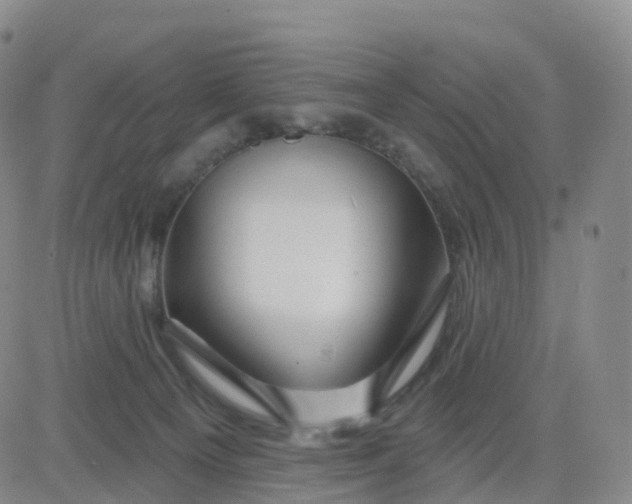 X0000083590129200702231731