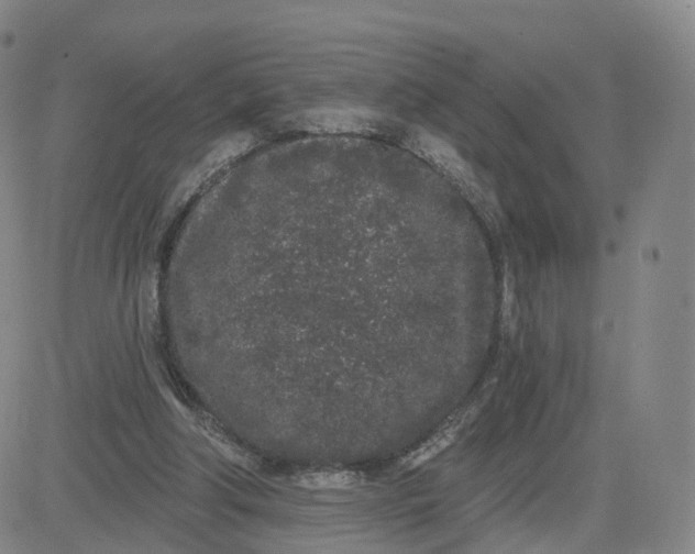 X0000083590202200702231729