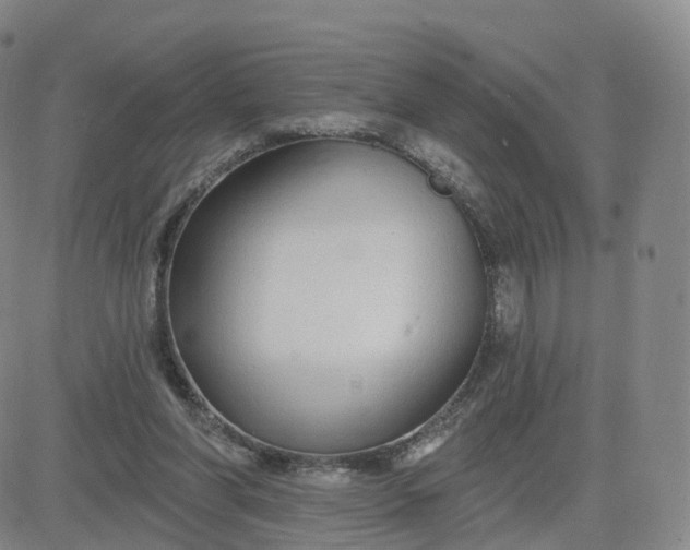 X0000083590206200702231729