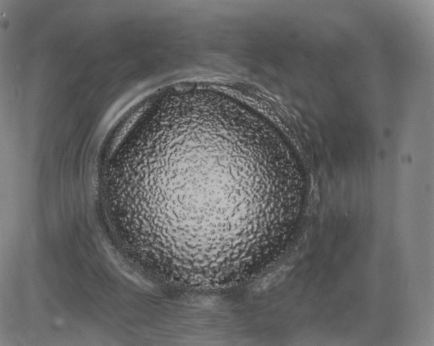 X0000083590247200702231728