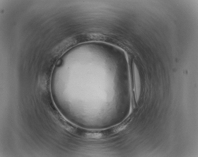 X0000083590266200702231728