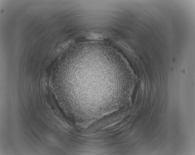 X0000083590322200702231727