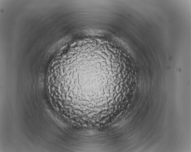 X0000083590402200702231726