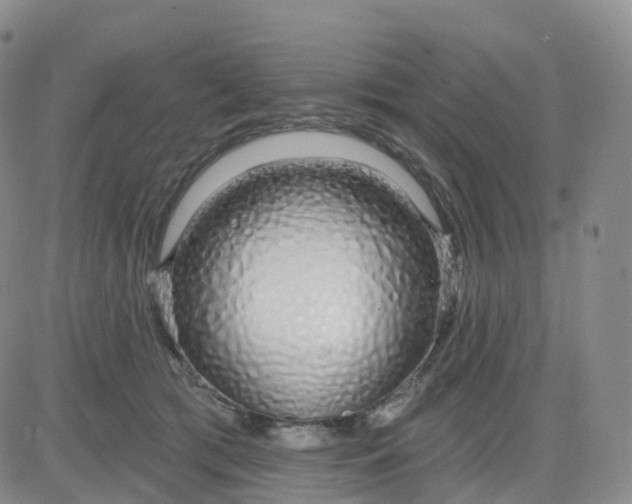 X0000083590417200702231726