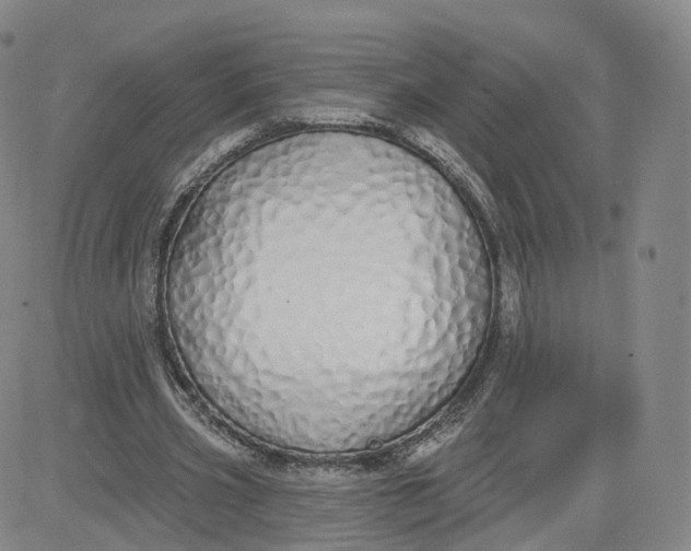 X0000083590533200702231723
