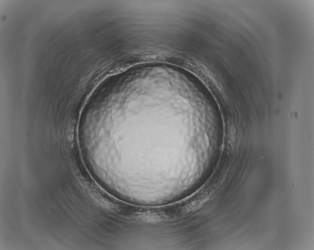 X0000083590545200702231723