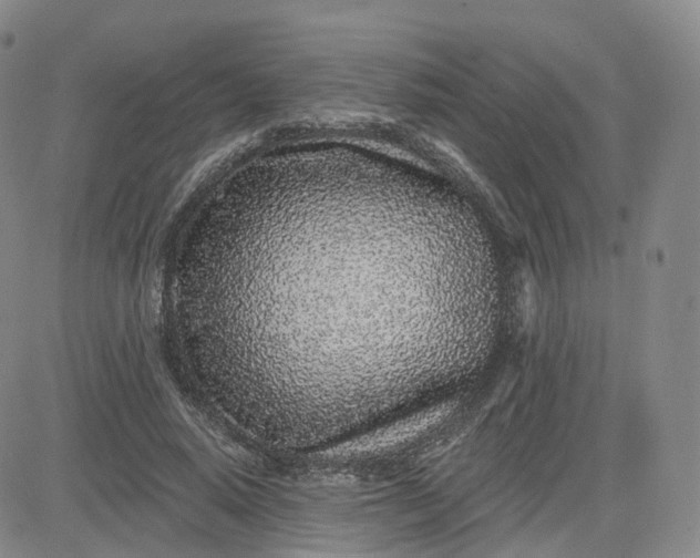 X0000083590640200702231722