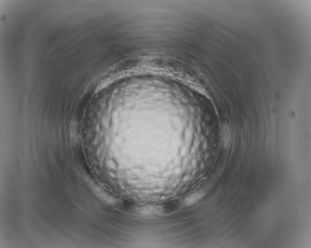 X0000083590670200702231722