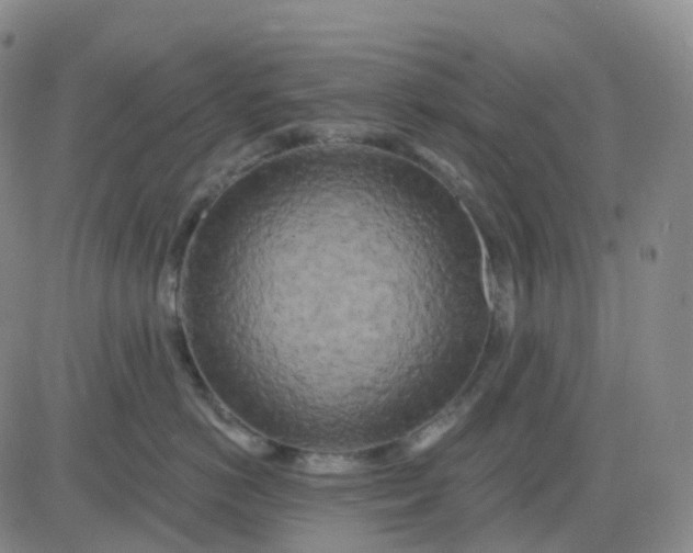 X0000083590766200702231721