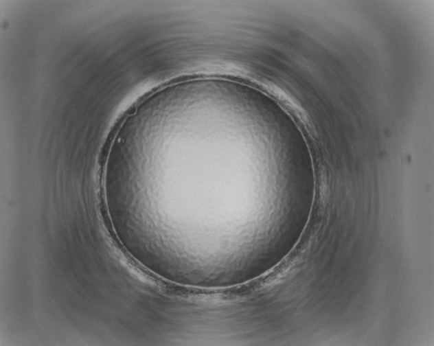 X0000083590990200702231716