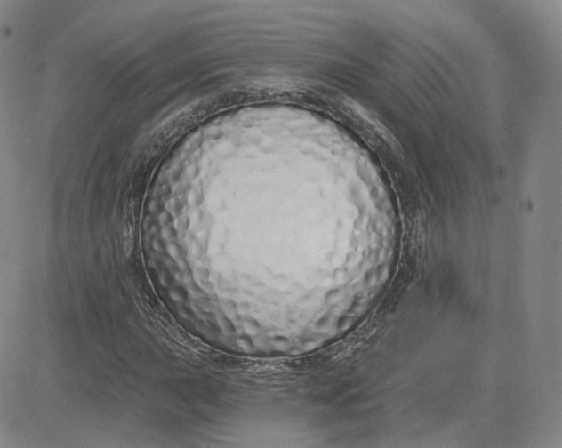 X0000083591015200702231715