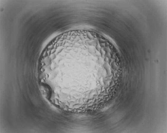 X0000083591103200702231714