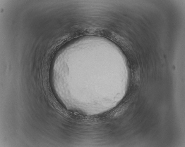 X0000083591105200702231714