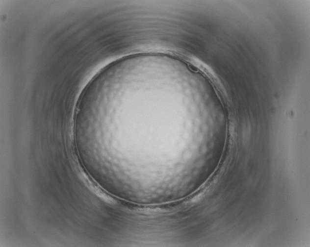 X0000083591236200702231713