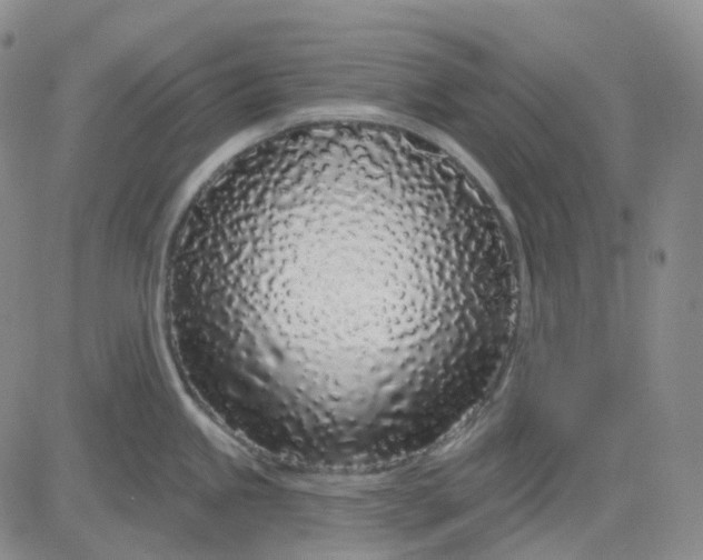 X0000083591245200702231713