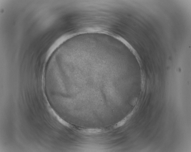 X0000083591294200702231711