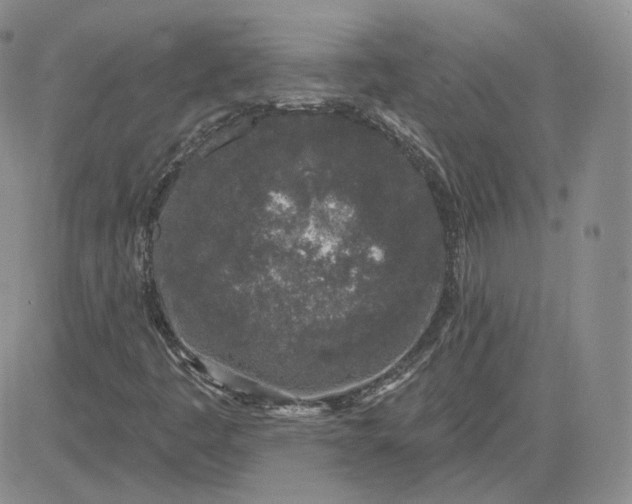 X0000083591445200702231708
