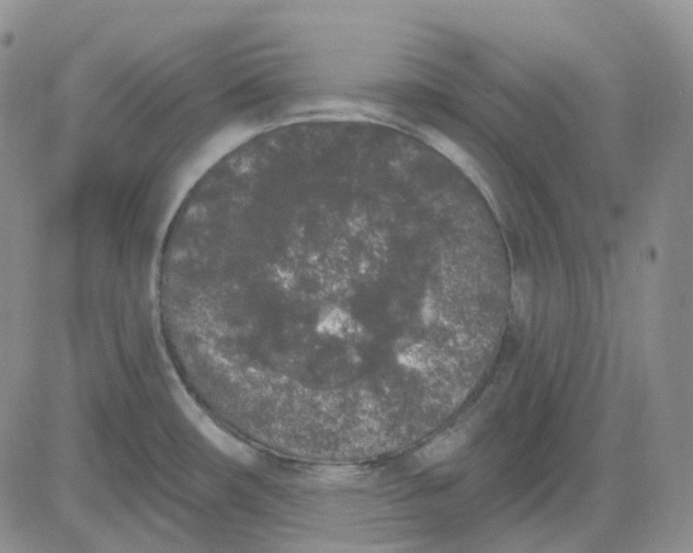 X0000083591482200702231708