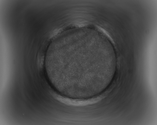X0000083590018200703021857