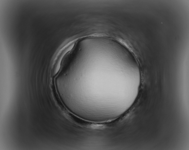 X0000083590055200703021856