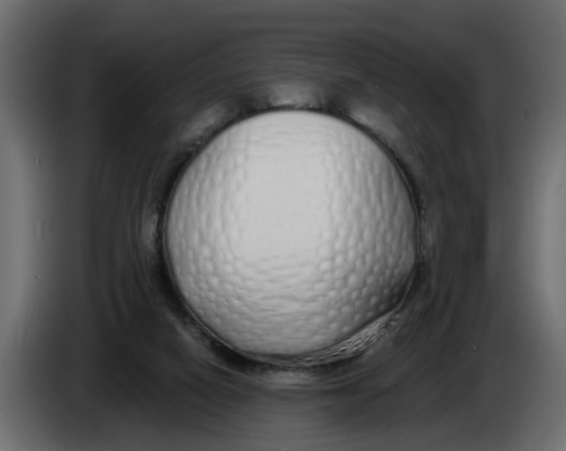 X0000083590066200703021856