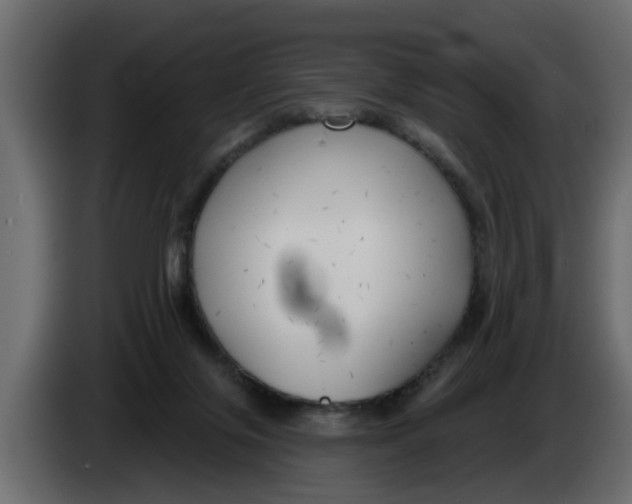 X0000083590071200703021856