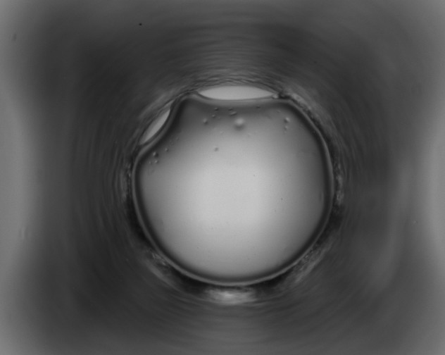 X0000083590165200703021855