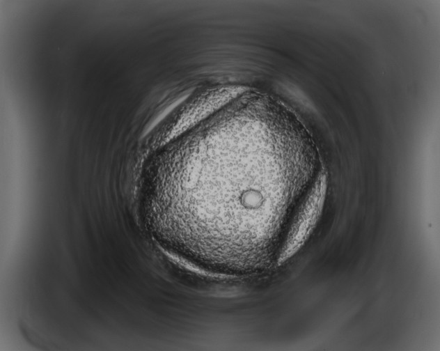 X0000083590169200703021855