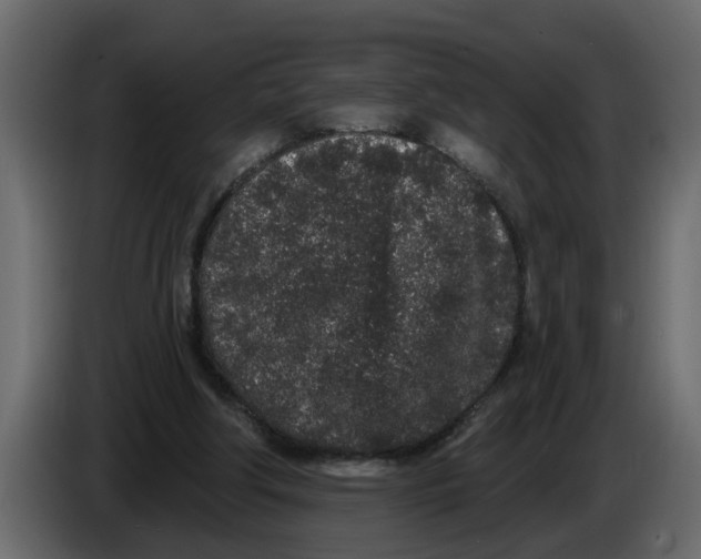 X0000083590202200703021854