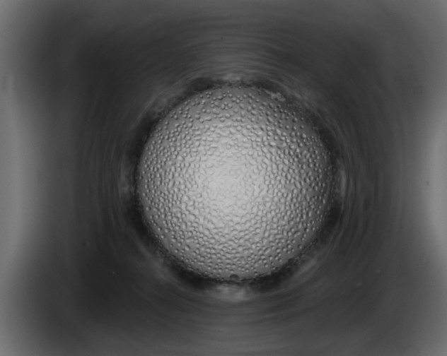 X0000083590272200703021853