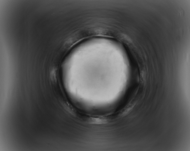 X0000083590286200703021853