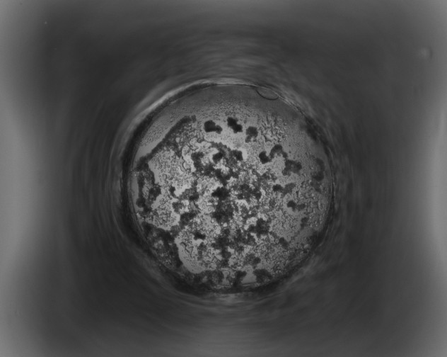 X0000083590295200703021852