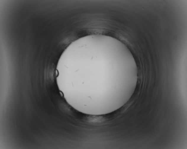 X0000083590334200703021852