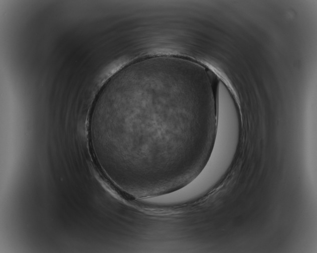 X0000083590389200703021851