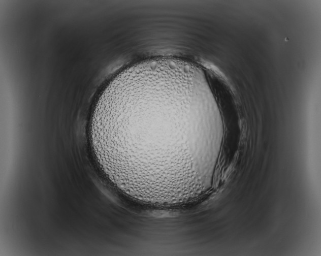 X0000083590394200703021851